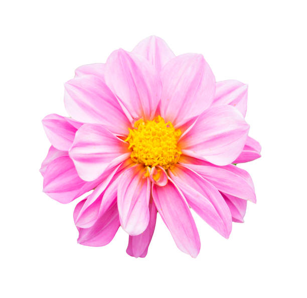 istock pink chrysanthemum isolated on white background 641405776