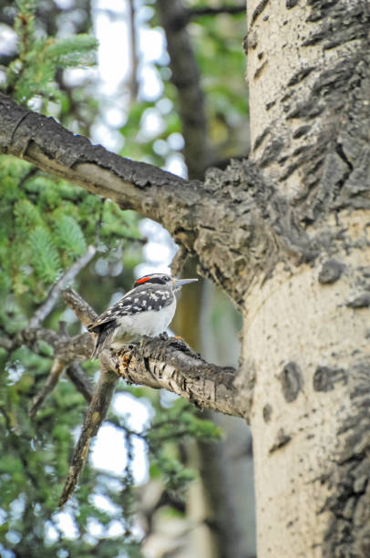 istock Woodpecker - Alaskan Birds 641406880