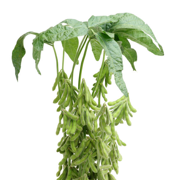 istock Green beans and leaves on white background 641407186