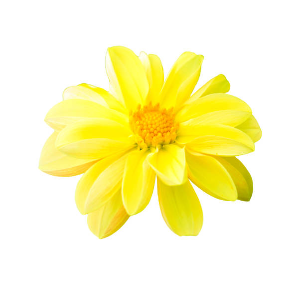 istock Yellow chrysanthemum isolated on white background 641407630