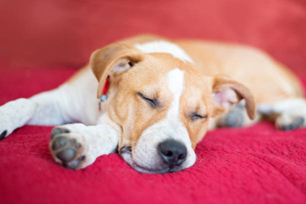 Staffordshire Bull Terrier on red blanket