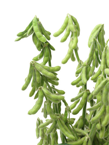 istock Green beans and leaves on white background 641407888