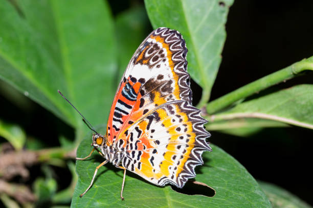 istock The Leopard Lacewingss Butterfly 641408316
