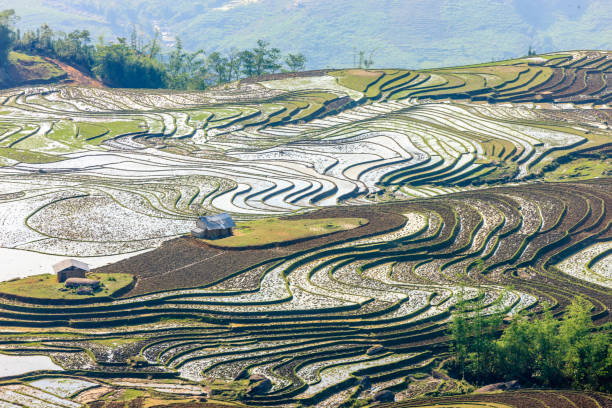 istock Rice fields at Lao Cai province 641411868