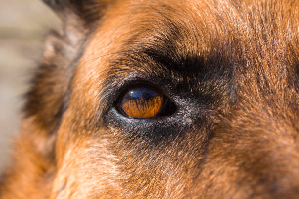 istock Close up of German shepherd dogs face 641412906