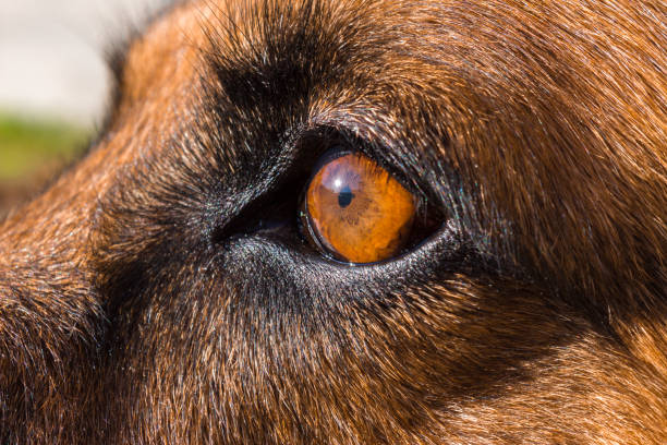 istock Close up of German shepherd dogs face 641412910