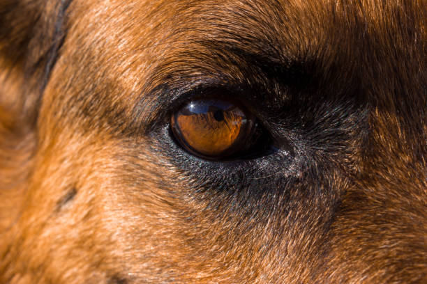 istock Close up of German shepherd dogs face 641412964