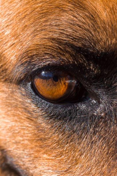 istock Close up of German shepherd dogs face 641412968