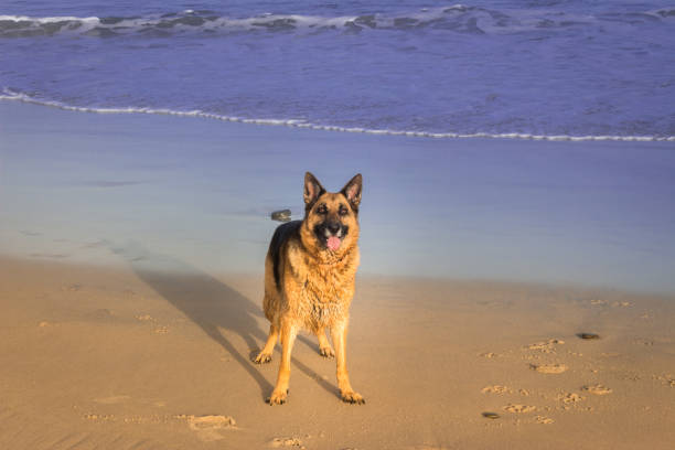 istock German shepherd dog playing on the beach 641413342