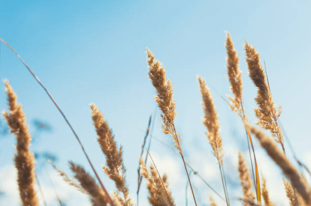 istock Wild grasses in autumn field at sunset. 641414096
