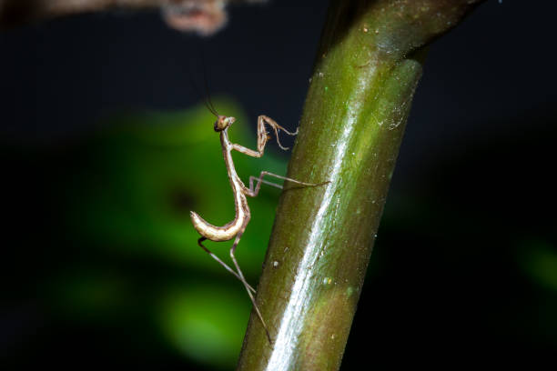istock Brown Praying Mantis Nymph, South Africa 641415526