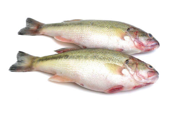 istock sea bass isolated on white background 641416590