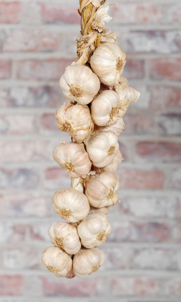 string of garlic on a brick wall - garlic hanging string vegetable imagens e fotografias de stock