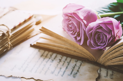 Close up of violet purple rose flower with love letters and feather quill, Rose and old paper with vintage and vignette tone