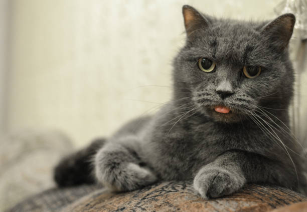 istock Fussy cat is looking and showing its tongue 641420796