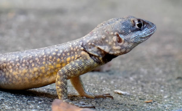 istock Tropidurus torquatus lizard on the ground 641422120