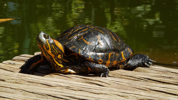 istock Beautiful tortoise relaxing on the sun botanical garden 641422132