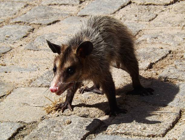 Angry Didelphis virginiana walking Angry Didelphis virginiana walking on the ground angry opossum stock pictures, royalty-free photos & images