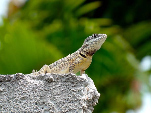 istock Tropidurus torquatus lizard on the ground 641422246