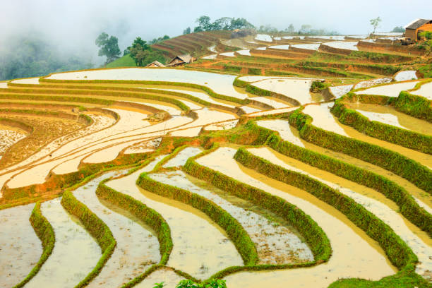 istock Rice fields at Lao Cai province 641423396