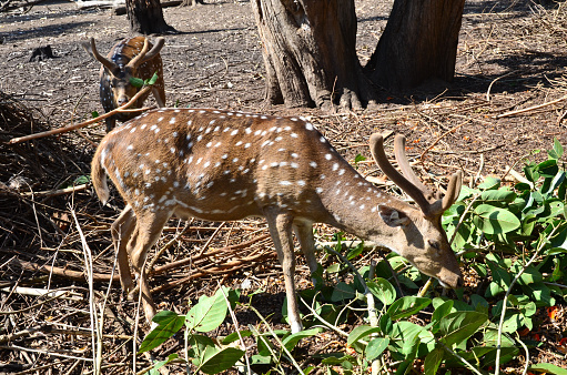 Deer In A Protected Park Stock Photo - Download Image Now - Animal, Animal Body Part, Animal Head - iStock Deer In A Protected Park Stock Photo - Download Image Now - Animal, Animal Body Part, Animal Head - iStock