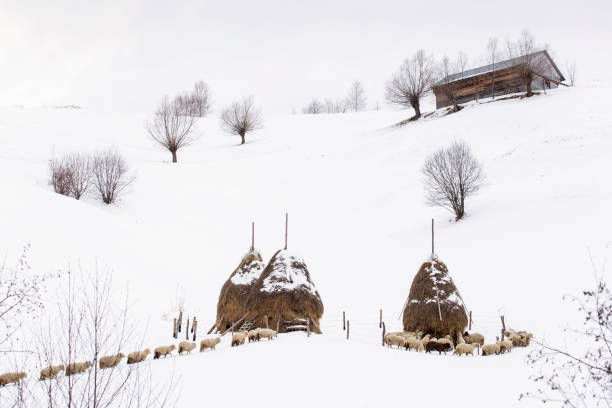 овцы один за другим собирается корыта снега в зимнее время - sheeps through time стоковые фото и изображения