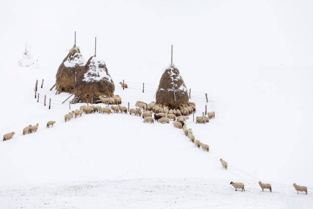 ovejas una por una va a través de la nieve invierno - sheeps through time fotografías e imágenes de stock