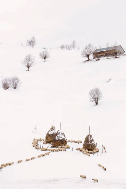 овцы один за другим собирается корыта снега в зимнее время - sheeps through time стоковые фото и изображения