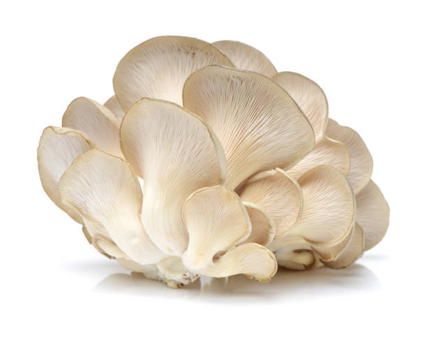 istock Oyster mushroom isolated on white background 641431056