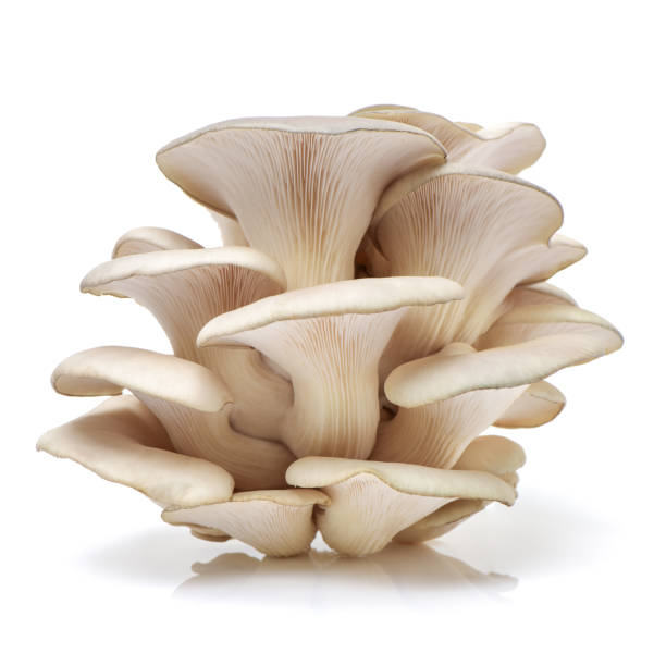 istock Oyster mushroom isolated on white background 641431216