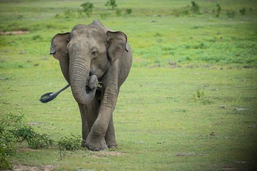 wild big elephant in Yala National Park, Sri Lanka