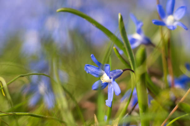 istock Close up of spring flower 641434132
