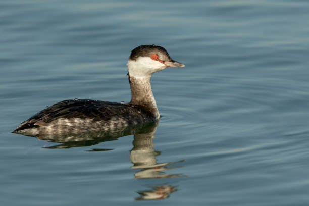 Horned Grebe stock photo