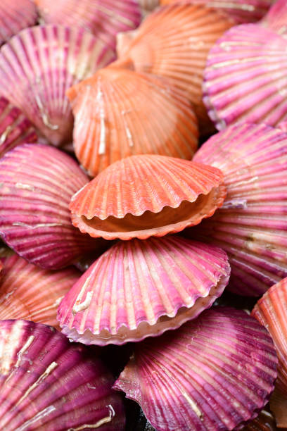 Seashell background Seashell background animal shell photos stock pictures, royalty-free photos & images