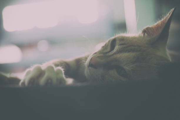 istock Portrait of domestic cat sleeping 641438652