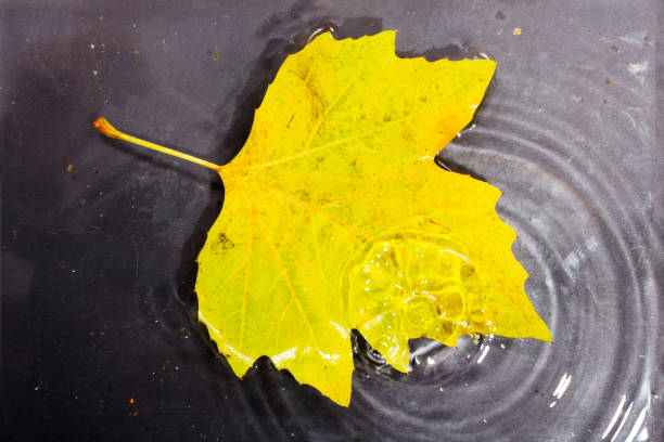 istock Bright colourful autumn leaf floating in water 641440048