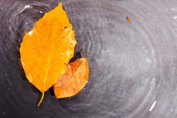 istock Bright colourful autumn leaf floating in water 641440066
