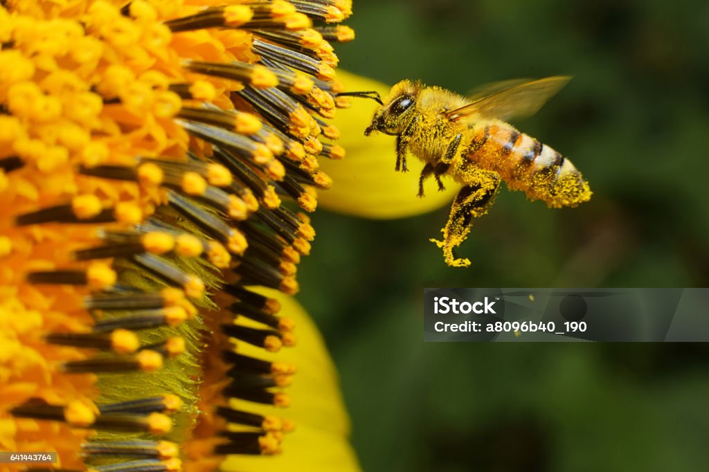 bee at working A Bee hovering while collecting pollen from sunflower blossom, Thailand. Honey Bee Stock Photo