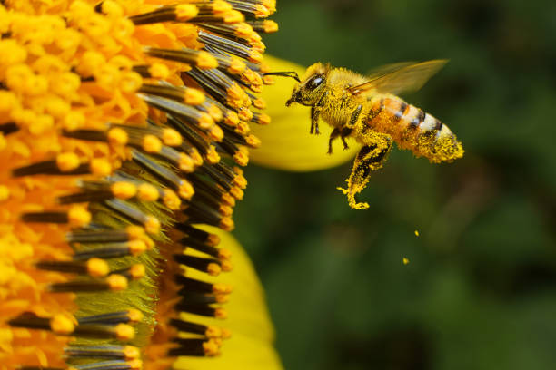 bee at working A Bee hovering while collecting pollen from sunflower blossom, Thailand. temperate flower photos stock pictures, royalty-free photos & images