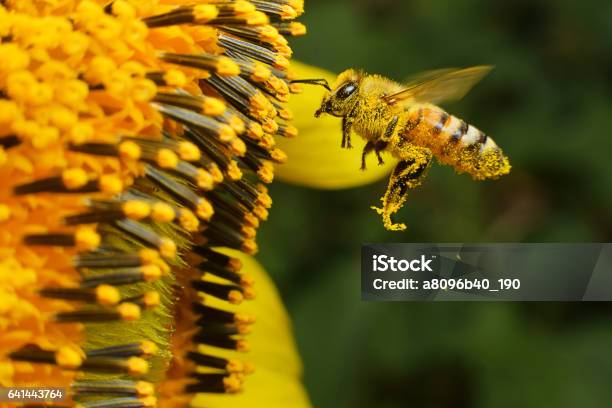 Bee At Working Stock Photo - Download Image Now - Honey Bee, Sunflower, Photography