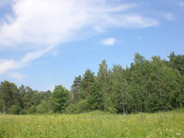istock Pine and birch mixed forest in summer in Moscow area 641444684