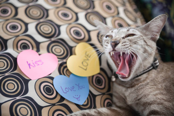 istock cheshire cat  with heart cards 641446116