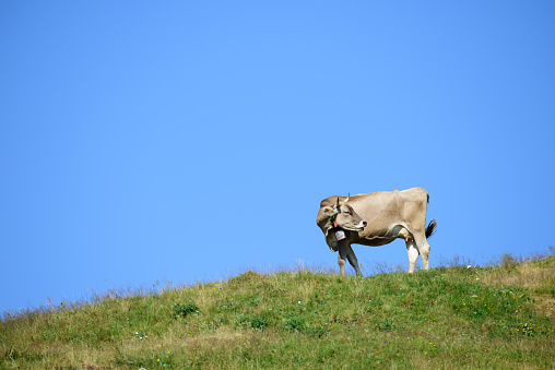 Beautiful Austrian scene, cow on hill