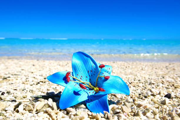 Beautiful flower on the beach.