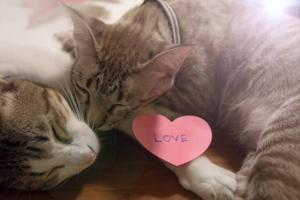 istock lovely cat with heart cards 641446964