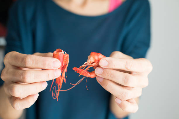 woman hands opening red prawn stock photo