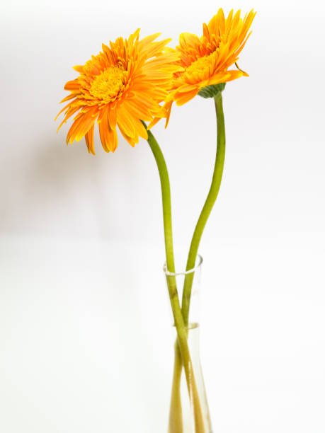 istock Beautiful yellow flower, Selective focused 641449758