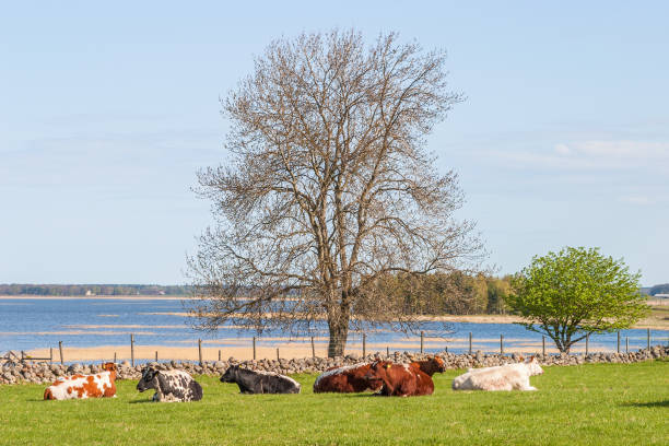 istock Cows lying and ruminating on the meadow by the lake 641452148