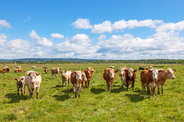 istock Cattle standing and watching in a pasture in summer 641452442