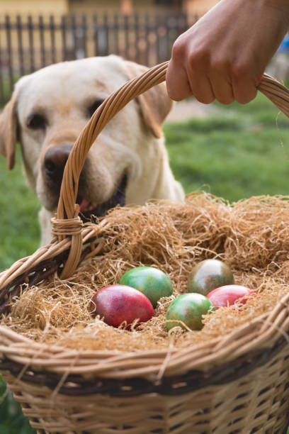 curieux chien en regardant les oeufs de pâques dans un panier de paille - romanian hay photos et images de collection